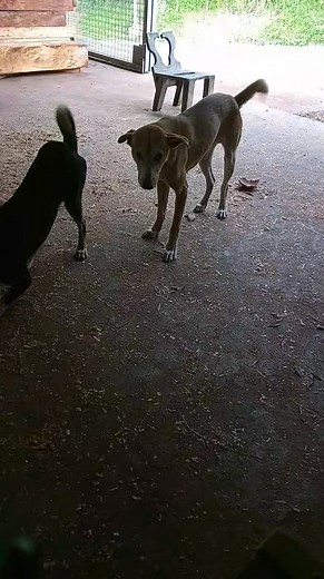 19 reactions · 6 comments | Basta waray mankikidalang kwan shay mikan emen,nan gansak etngo ma  | Anop Hunter Vlog | Facebook