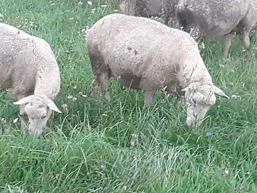 Do Sheep Ruin Pastures? Keeping Sheep And Pastures Healthy | Family Farm Livestock