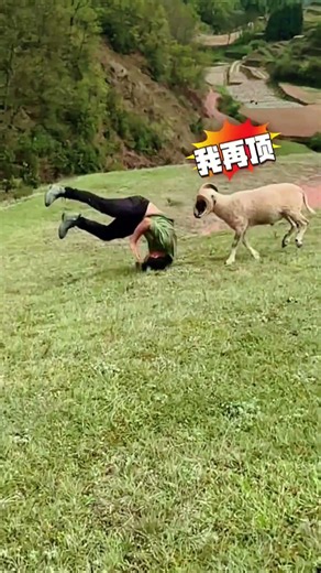 The Happy Life of a Shepherd Practical Exercise