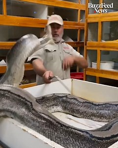 This zookeeper was nearly bitten by an enormous snake while trying to collect its eggs | Human Nature