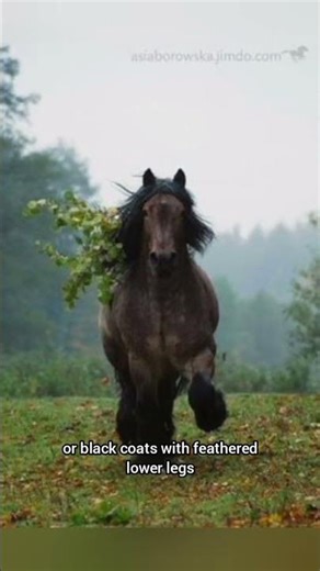 Dutch Draft Horse: Strength, History & Temperament