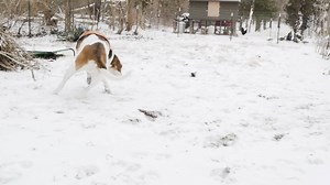 12 reactions | #furfriday topic is the Treeing Walker Coonhound! We...