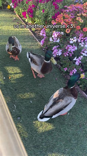 i love disneyland ducks and my trio so much 🤍🦆 #trio #bestfriends #friendgroup #duck #ducks