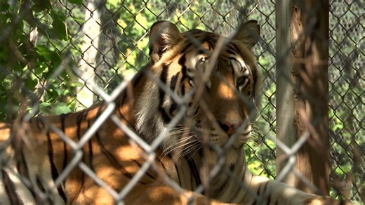 Exotic Feline Rescue Center adds new animals