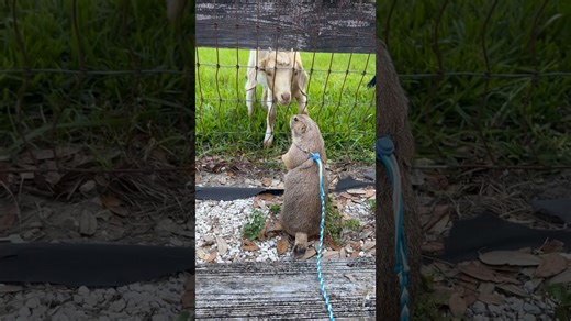 Goat Wants to Be Friends with Prairie Dog