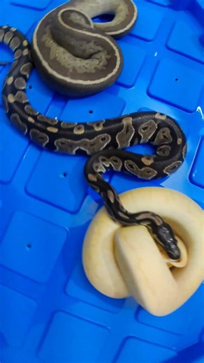 3 Ball Python Morphs in One Bin 👀🐍 #exoticpets #snake #reptiles #ballpython