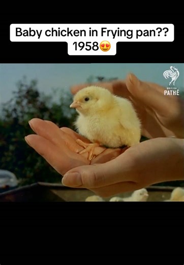 Baby Chicken in Frying Pan 1958