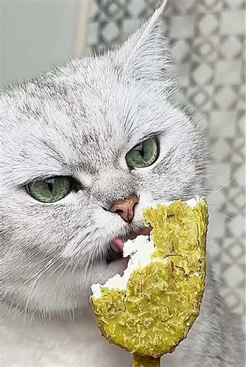 Sorry cat 🤣😂🤣#cat #catlover #funnycat #catfunnyvideo #viralvideo