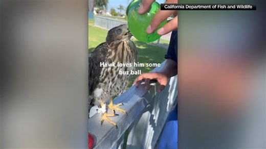Watts man charged with animal cruelty after giving alcohol to Cooper's hawk