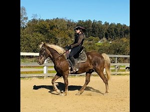All About The Naturally Gaited Rocky Mountain Horse - Barefoot Gaits, Canter - Gaited Horse