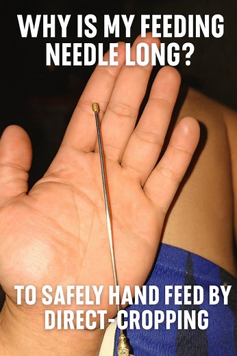 Bakit mahaba ang feeding needle ko? Marami ang nag-aalala na baka masugatan ang lalamunan ng ibon, pero ang totoo—mas safe pa ito kaysa sa tube feeding. ✔️ Rounded ang tip, hindi matulis ✔️ Designed talaga for direct crop feeding ✔️ Mas controlled ang pasok ng formula ✔️ Iwas accidental ingestion ng tube (nangyari na sa akin noon!) Simula 2017, ito na ang trusted tool ko sa handfeeding. Safe, mabilis, at less stress para sa ibon. #HandfeedingTips #BirdCarePH #DirectCropFeeding #SafeFeeding #Avia