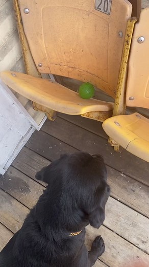 Goose the Labrador on TikTok