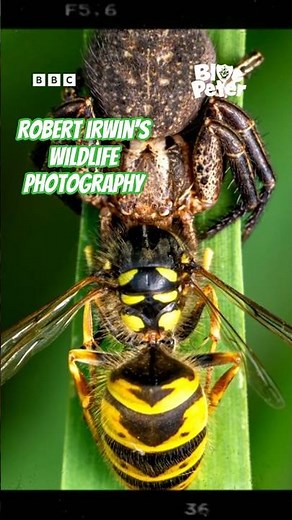 Robert Irwin Commits to the Shot with AMAZING Nature Photos! 🕷️🌿