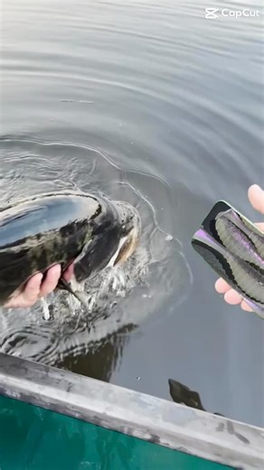 28 reactions · 3 comments | The fish needs to find the bait! Which can found at jakeslurejoint.com #jakeslurejoint #fishing #bassfishing #fishinglures #fishinglure #fishingaddict #bassfishinglures #fishinglife #bassfishingismylife #bass #fish #baits #bait #lure #lures | Jake's lure Joint | Facebook