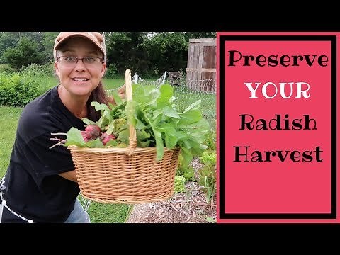 Preserve ALL of those RADISHES!!! Fermented Dill Radishes