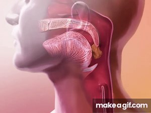 How the Epiglottis Works on Make a GIF