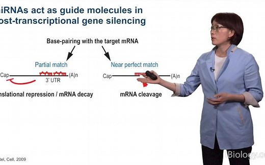 MicroRNA: Biogenesis and Regulation part 1