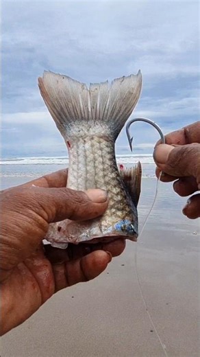 cara paling EFEKTIF mancing ikan besar