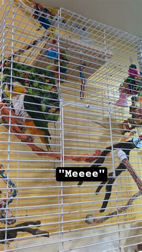 progressively cute to worst #parrot noises my #caique makes #talkingparot