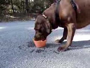 dog gags drinking water
