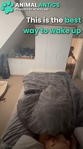 17K views · 739 reactions | Now THIS is how everyone should wake up in the morning | Animal Antics | Facebook