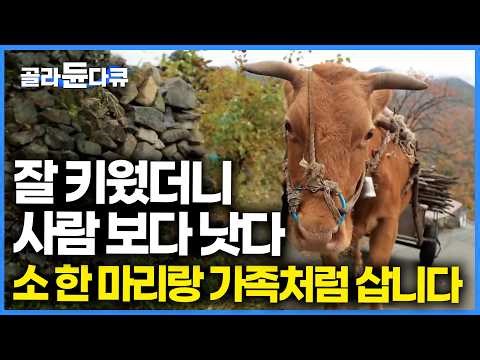 고립 산골 외롭지 않은 이유? 나를 먹여 살리는 든든한 소 한마리 덕. 평생 인생 동반자가 된 소와 할아버지의 이야기｜한국기행｜#골라듄다큐