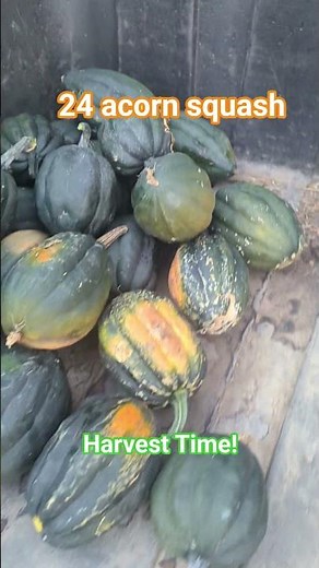 2 plants and 24 acorn squash as a yield #gardening