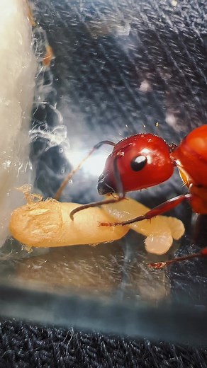 Chestnut Carpenter Ant Queen Care and Tips