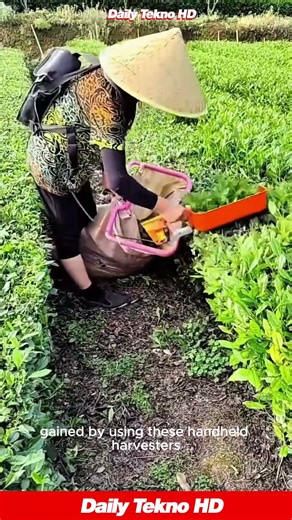 Harvesting Tea Leaves Just Got an Upgrade 😮 Look at These Machines! #TeaHarvesting