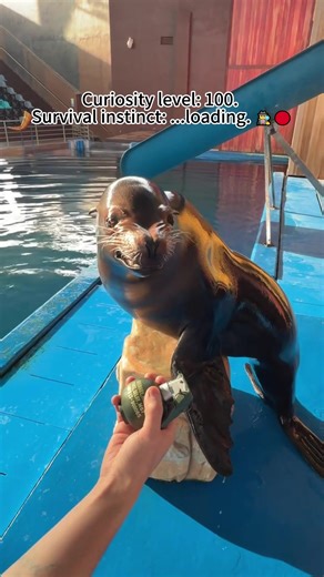 Agent Seal:Code Red!#sealions #funnyvideos #animal #funny #cute | sea lion