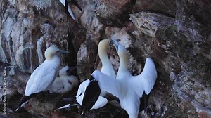 gannet and chick, Morus, on a cliff face at troups head, aberdeenshire, late july, scotland.