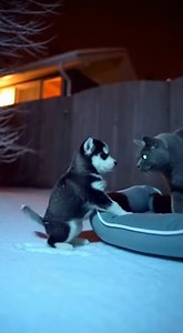 Friendship Without Borders: British Cat Helps Husky Puppy Stay Warm in the Snow! #rescue #animals #dog #usareels 🎬This video was produced by Network Media and Blue-X Studio | The Imaginary Art Exhibit