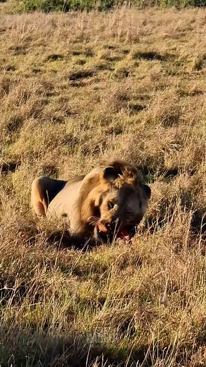 47K views · 682 reactions | Lion eats zebra | Rob The Ranger Wildlife Videos | Facebook