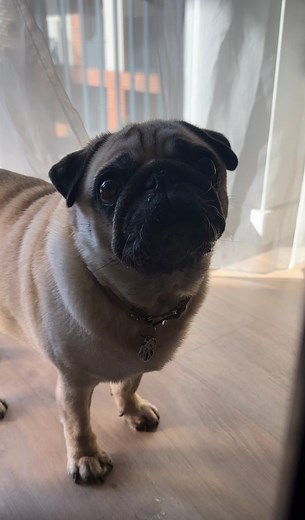 Drink water! | Daisy The Pug