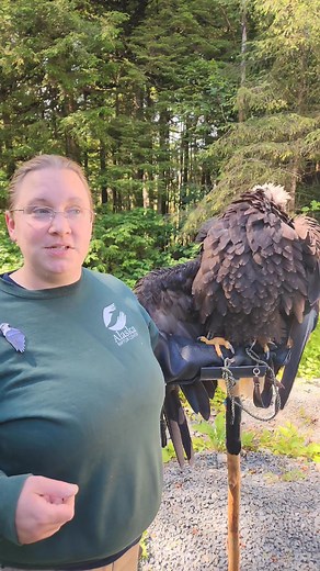 109K views · 7.6K reactions | Did you know that during the first four years of a Bald Eagle’s life, their feathers undergo a series of color changes? At five years old, when their head and tail feathers turn fully white, a sign of maturity, you can no longer tell their exact age, only that they’ve reached adulthood. #FunFacts #AgingGracefully #AnimalFacts | Alaska Raptor Center | Facebook