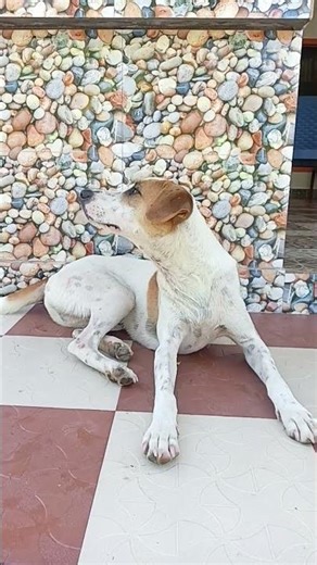 kya mast bekar zindagi hai 😀😀😉😉 #funnyvideo #funnydog