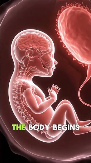 From Cell to Human: The 20-Stage Glow-Up You Won’t Believe 👶💥 #pregnancy #healthawareness #fertility