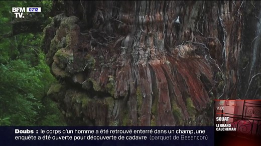 Chili: le "Gran Abuelo", le plus vieil arbre du monde aux 5000 ans d'histoire | BFM Première