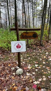 Maple syrup is a signature fall flavor and Minnesota’s syrup producers work year-round to bring it to you! Here’s a look inside the Minnesota Maple Syrup Producers recent get together in Grand Rapids, with tours at Minnesota Made: Mathias Maple Syrup, TimberSweet, and the Forest History Center! | Minnesota Grown