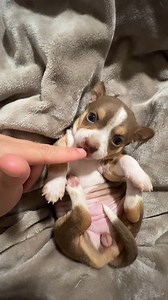 439K views · 16K reactions | Big dogs and small dogs can be best friends and family! | Dear Danes | Facebook