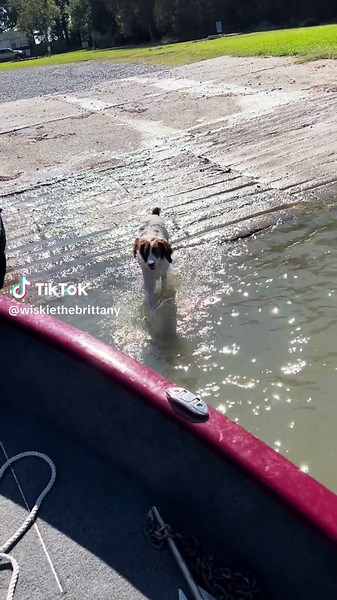 I LOVE GOIN FISHIN‼️🐶🎣#dogsoftiktok #comedy #brittanyspaniel #fyp #fishing