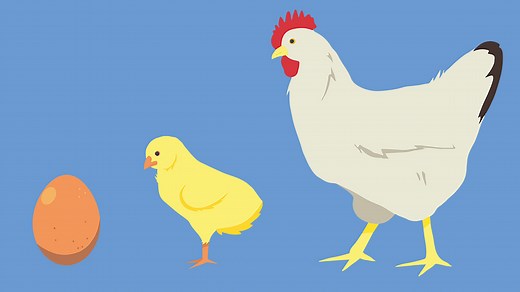 What is a life cycle? – KS2 Science curriculum - BBC Bitesize