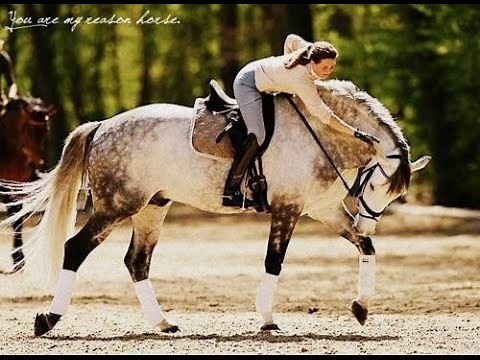 Cold Water || Equestrian Music Video ||