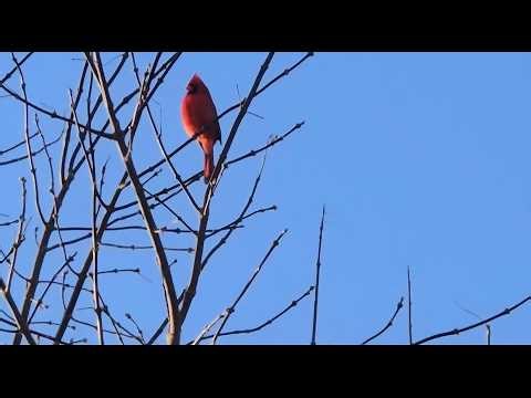 Unique Cardinal Bird call