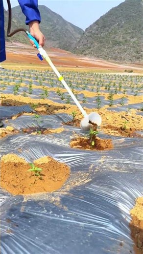 Applying Fertilizer to Seedlings