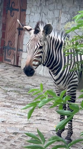 My favourite ❤️ Up close with the zebras today… #zebras