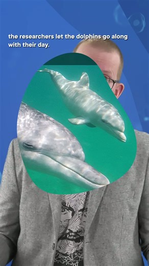 Dolphins can use baby voices too! #science #scishow #dolphin