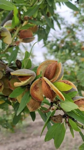 Top 10 Facts (@top10facts00)’s videos with original sound - Top 10 Facts