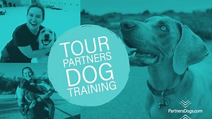 Take a tour of Partners Dog Training School and find out why 35,000 dogs have seen success with us. Want to develop an even more delightful relationship with your pup? Schedule a call with us to learn how we can help you! Just click calendly.com/partnersscheduling/15min Or visit us at PartnersDogs.com to learn more about our programs: - Behavioral Training - Board and Train - Boarding - Daycare - Rattlesnake Avoidance - Private Lessons - Group Classes - Puppy Training | Partners Dog Training Sch