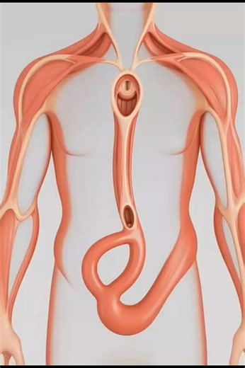 Understanding the Esophagus: Anatomy and Function